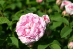 Rose K&ouml;nigin von D&auml;nemark hier bestellbar Foto Rosen-direct