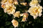 Rose Highfield hier bestellen Foto Rosen-direct