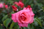 Rosenresli�