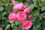 Pomponella�