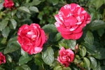 Bestellm&ouml;glichkeit Rose Henri Matisse Foto Rosen-direct