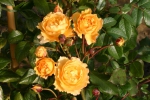 Bestellm&ouml;glichkeit Roswe Marc-Antoine Charpentier Foto Rosen-direct