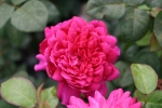 Rose Sophy`s Rose Foto Brandt