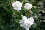 Roy Black�