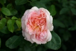 Amaretto�