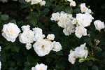 Petticoat �