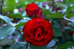 Rose Swany Foto rosen-direct