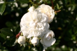 Swany� (Treeroses)
