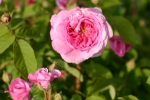 Ispahan