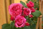 Vitalrose Madame Pompadour Foto rosen-direct