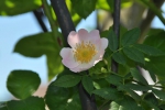 Rosa rubiginosa