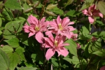 Clematis montana Broughton Star