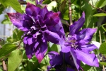 Clematis Daniel Deronda