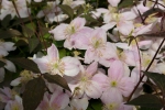 Clematis montana �Mayleen`