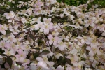 Clematis montana �Mayleen`