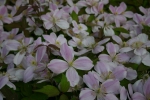 Clematis montana �Pink Perfection`