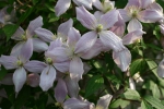 Clematis montana Rubens
