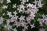 Clematis montana Rubens