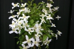 Clematis montana Wilsonii