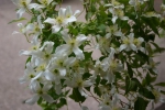 Clematis montana Wilsonii