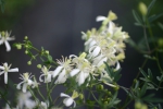 Clematis Flammula