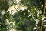 Clematis Flammula