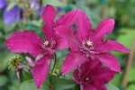 Clematis R��tel