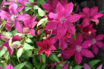 Clematis R��tel
