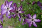 Clematis viticella Venosa Violacea