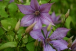 Clematis Dorothy Walton