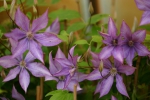 Clematis Dorothy Walton