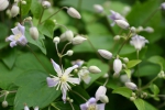 Clematis Mrs Robert Brydon