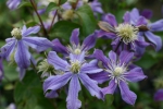 Clematis integrifolia Arabella