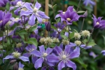Clematis integrifolia Arabella