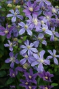 Clematis integrifolia Arabella