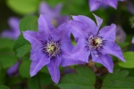Clematis K�nigskind�