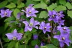 Clematis K�nigskind�