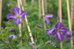 Clematis viticella