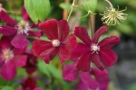 Clematis Rouge Cardinal