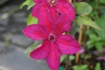 Clematis Kardinal Wyszynski