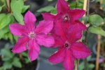 Clematis Kardinal Wyszynski