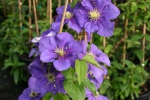 Clematis General Sikorski