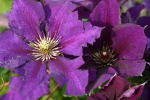 Clematis Gipsy Queen