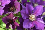 Clematis Gipsy Queen