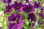 Clematis Gipsy Queen