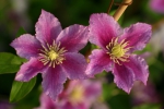 Clematis Piilu