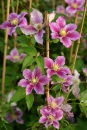 Clematis Piilu
