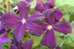 Clematis viticella Romantica