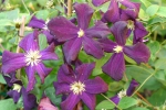 Clematis viticella Romantica