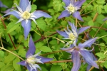 Clematis alpina Frances Rivis